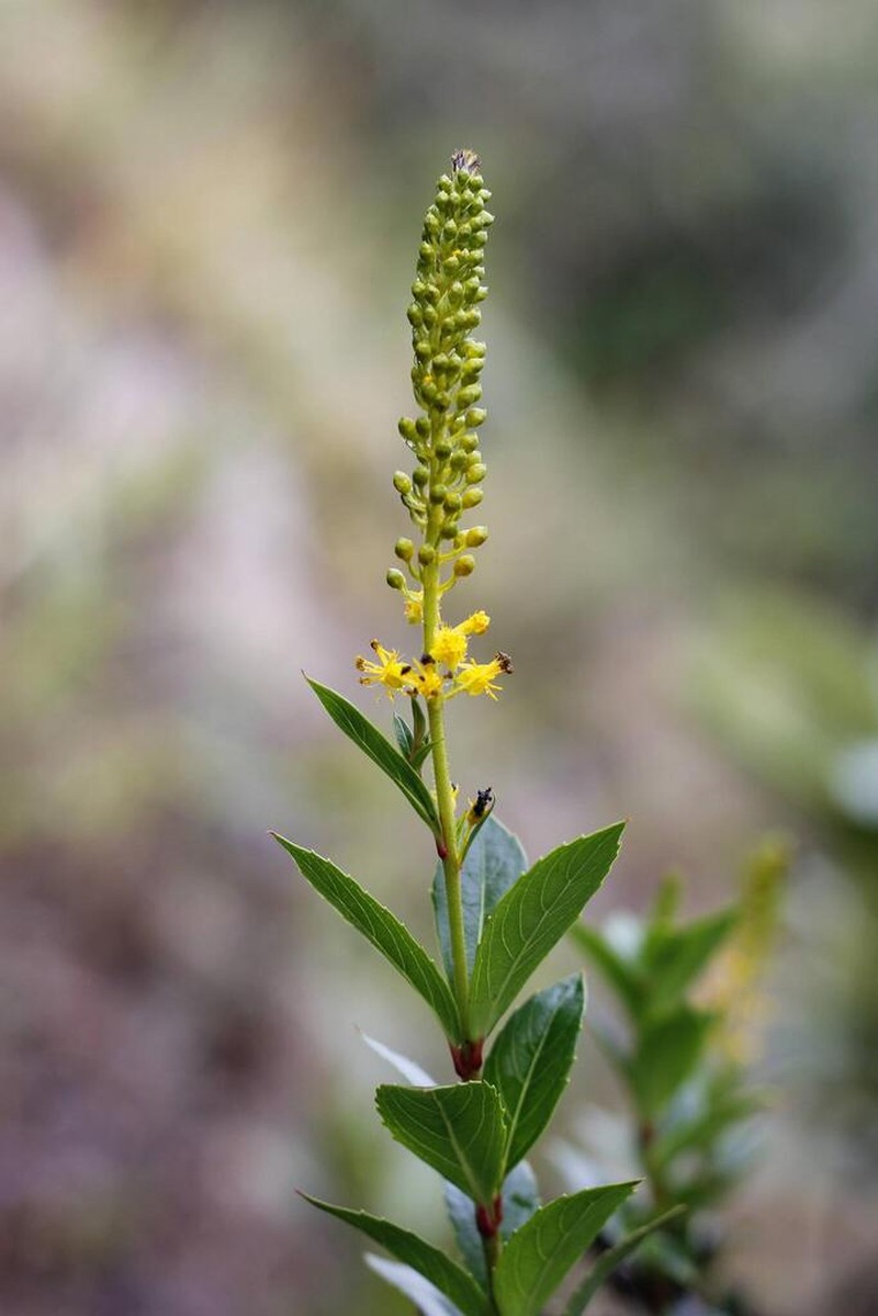 Abatia microphylla photo 2
