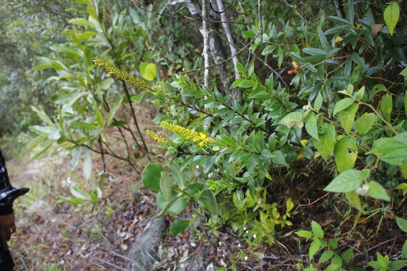 Abatia microphylla photo 3