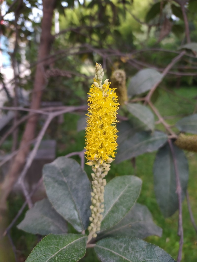 Abatia parviflora