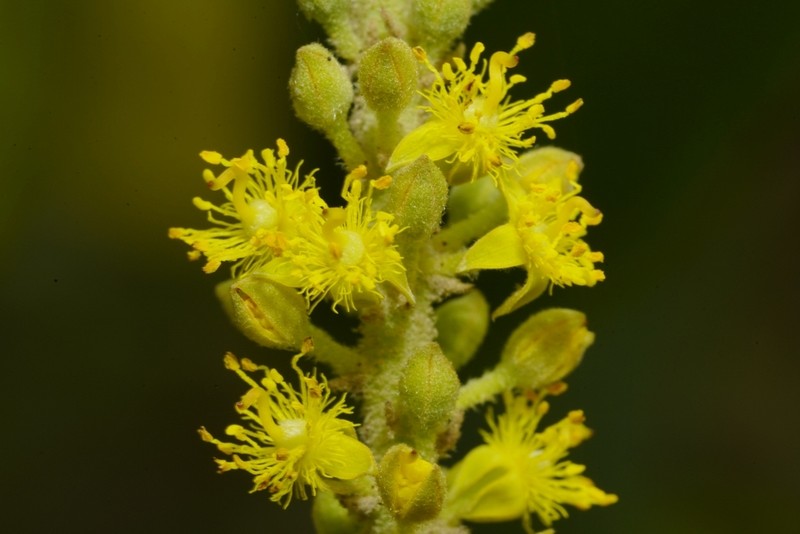 Abatia parviflora photo 2