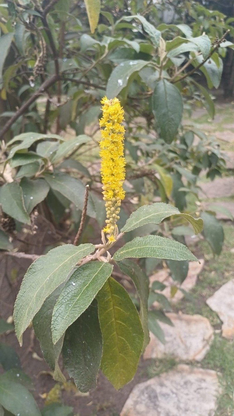 Abatia parviflora photo 3