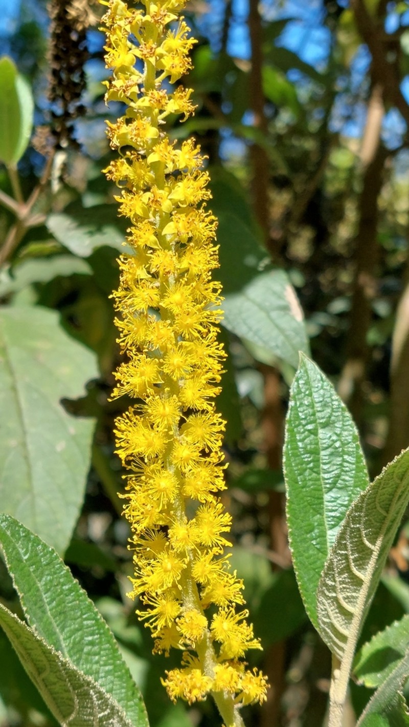 Abatia parviflora photo 4