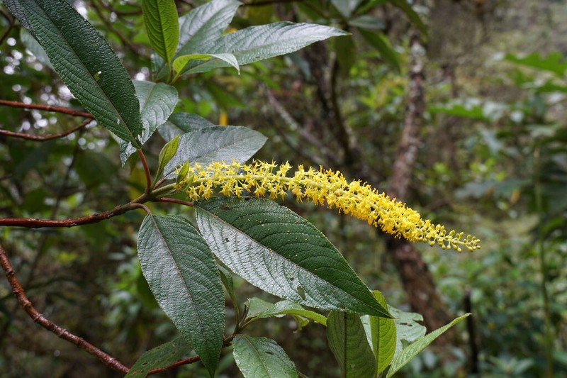 Abatia parviflora photo 5