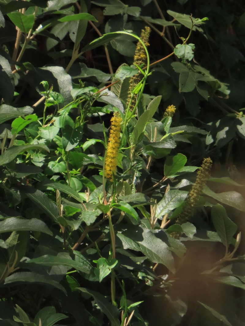 Abatia parviflora photo 6