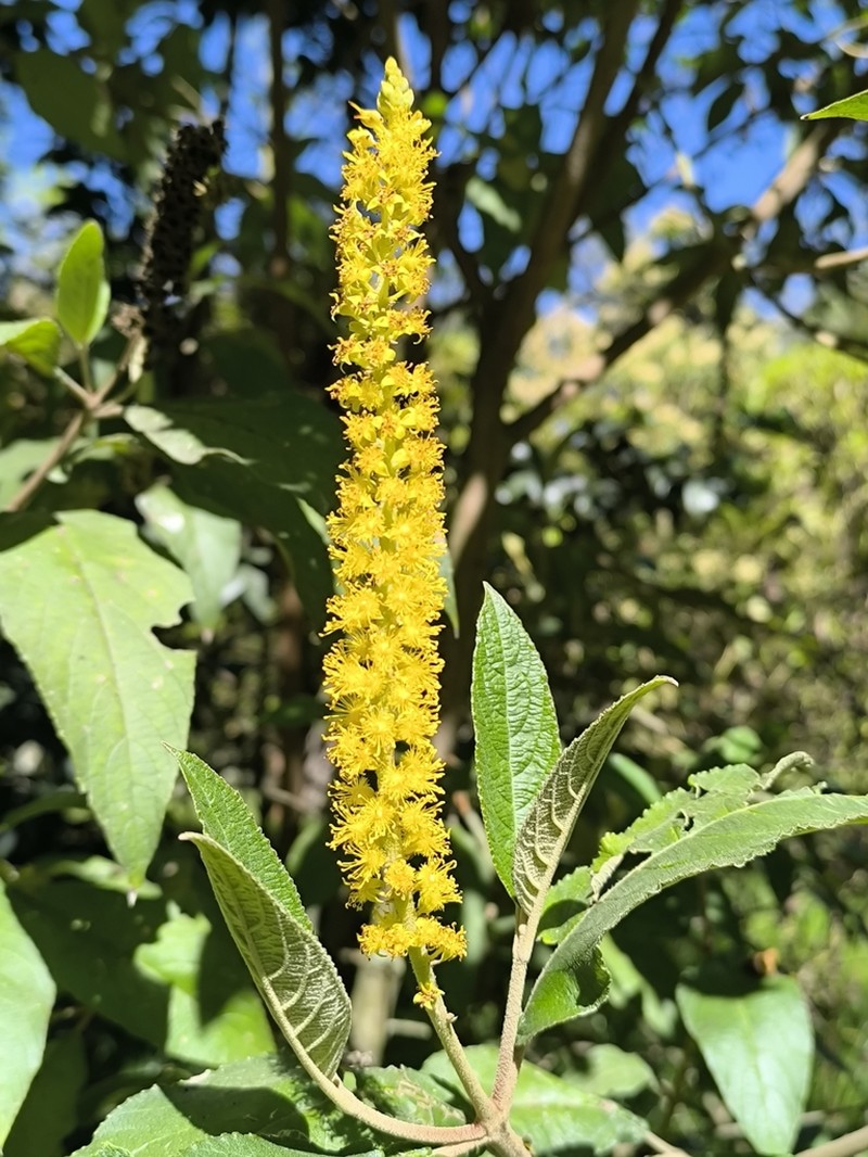 Abatia parviflora photo 7