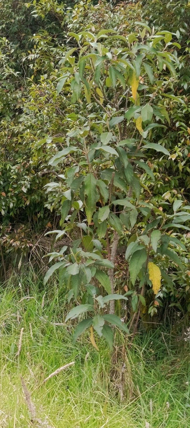 Abatia parviflora photo 8