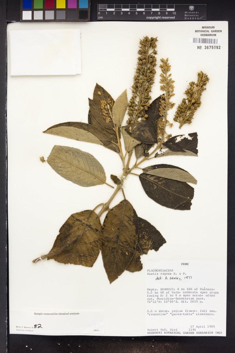 Abatia rugosa