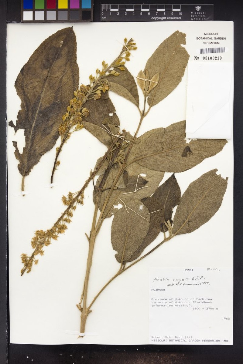 Abatia rugosa photo 2