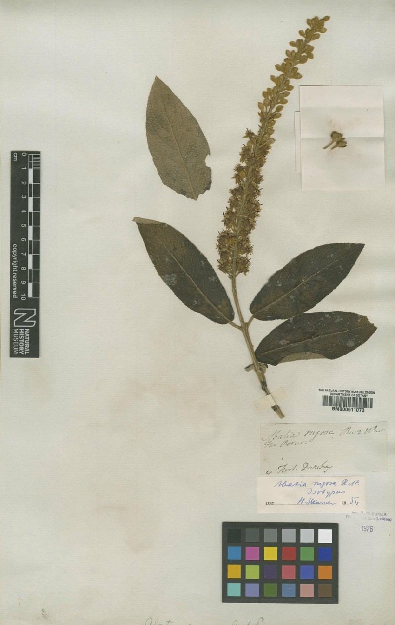 Abatia rugosa photo 4