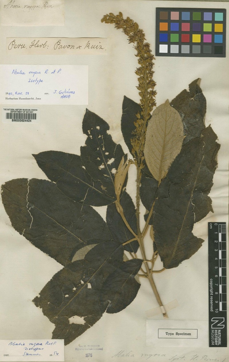 Abatia rugosa photo 5
