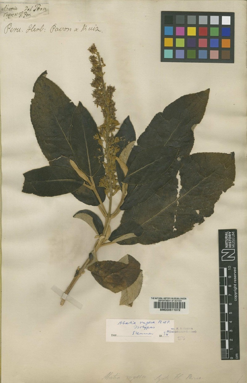 Abatia rugosa photo 7