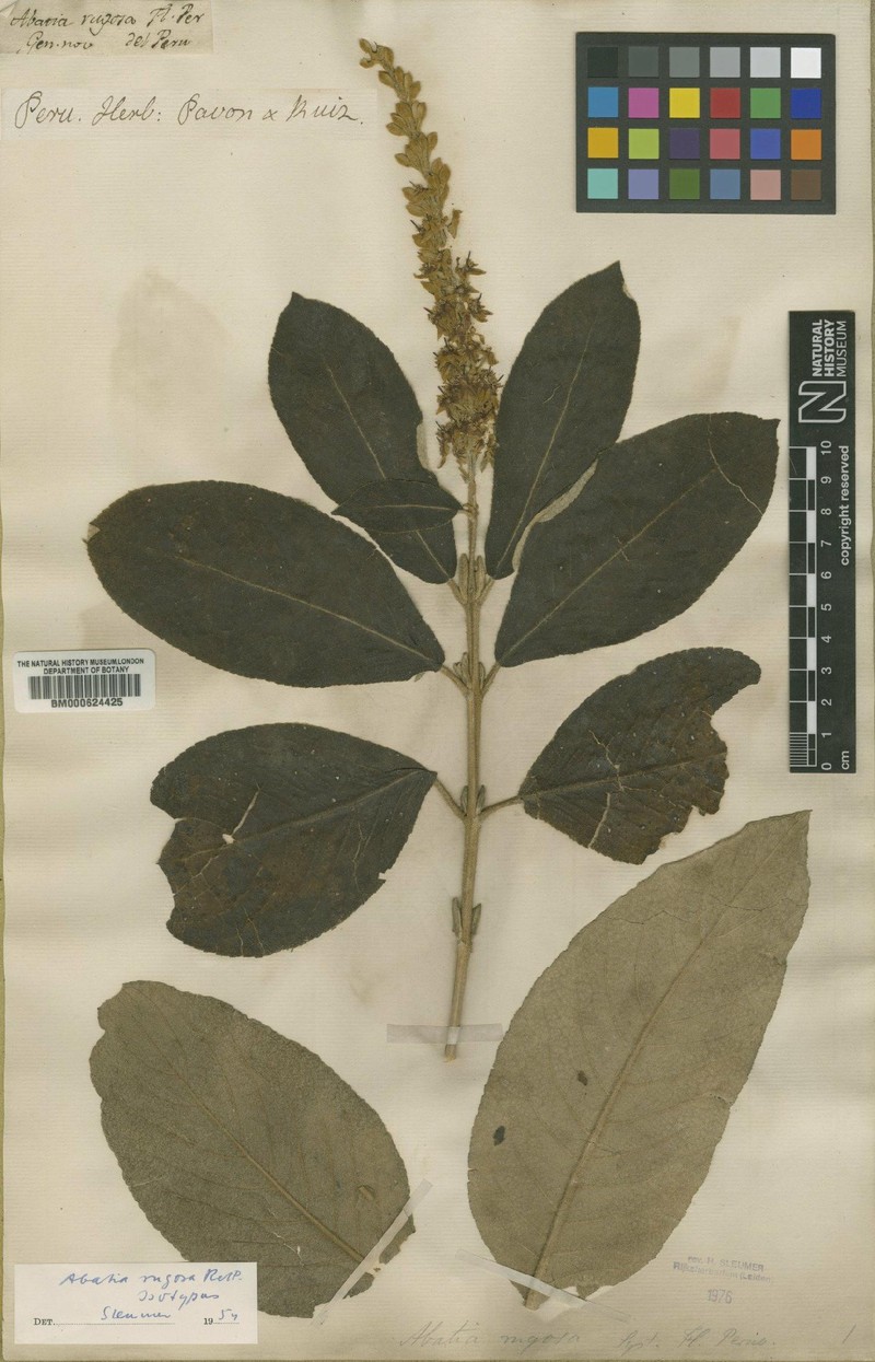 Abatia rugosa photo 8