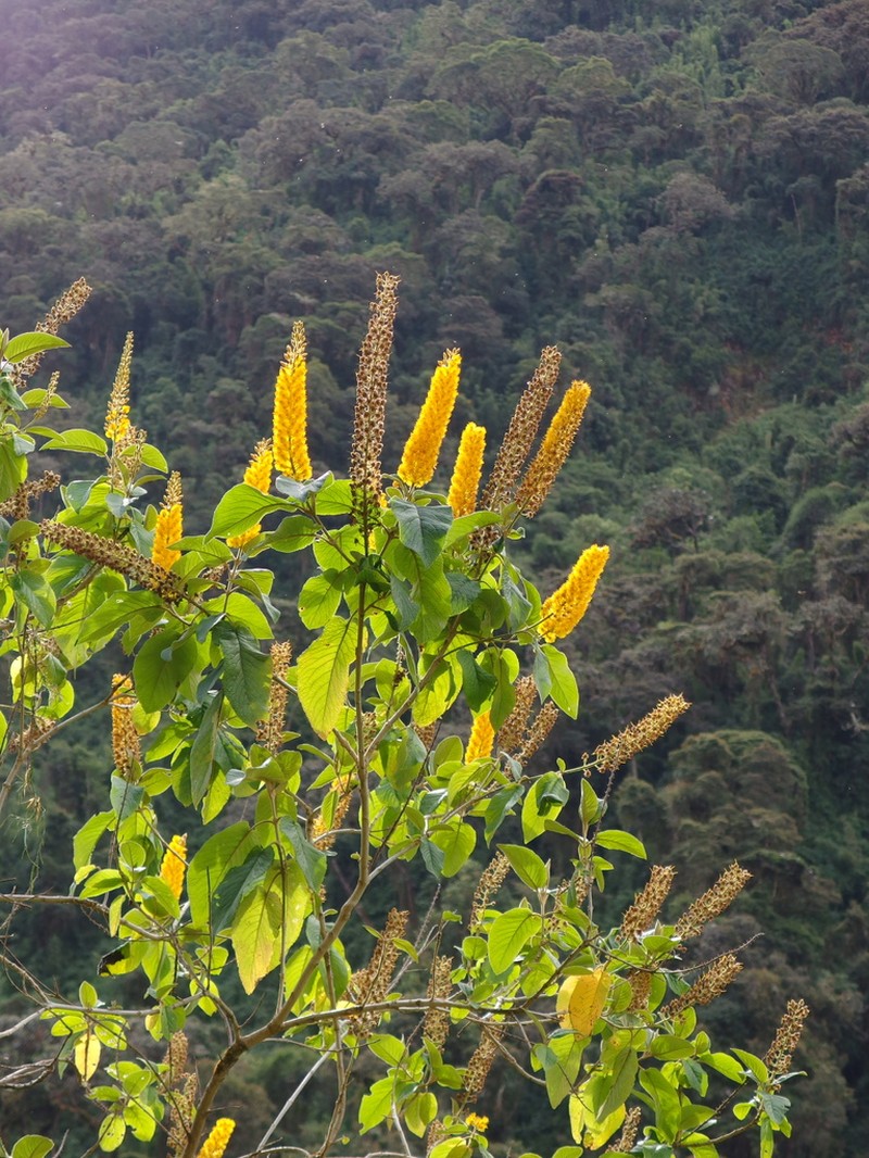 Abatia spicata
