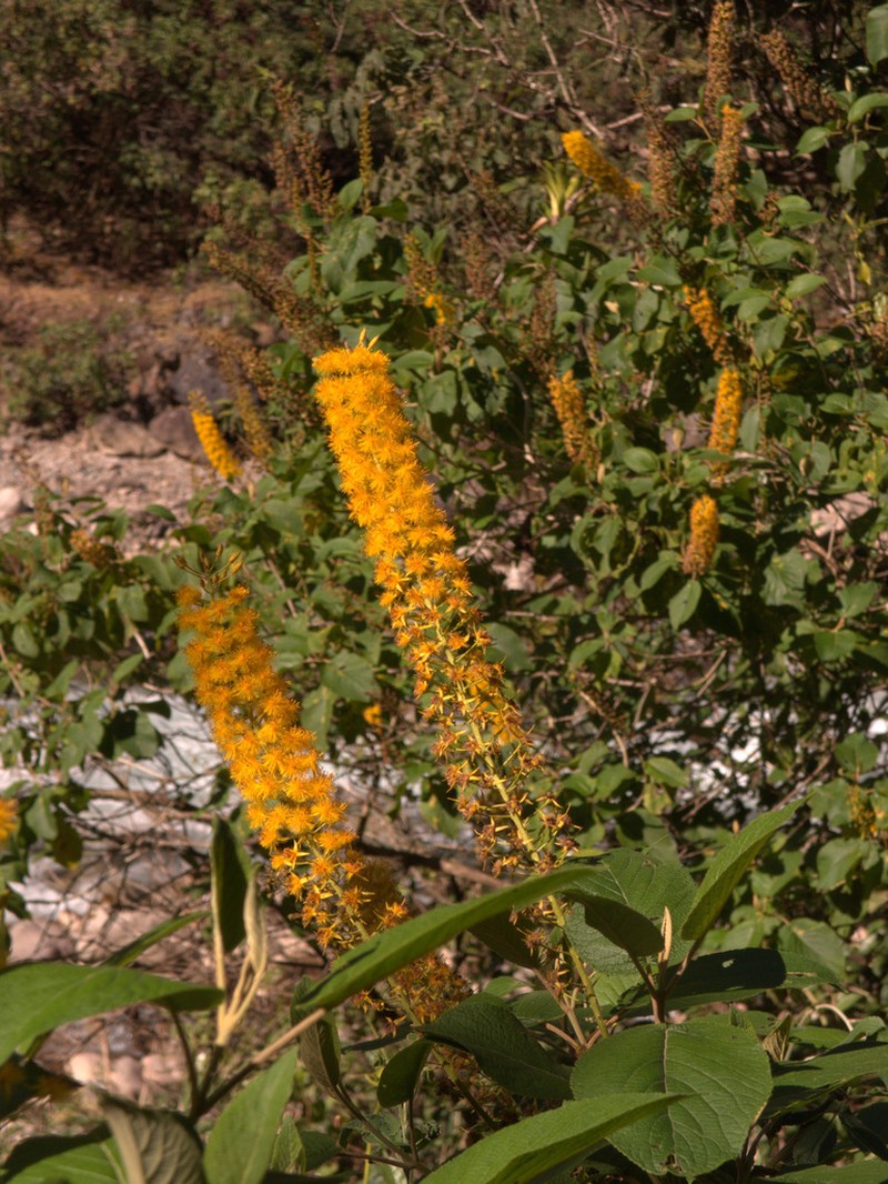 Abatia spicata photo 2