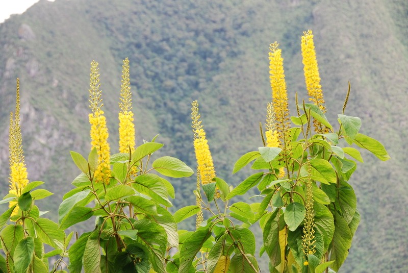 Abatia spicata photo 3