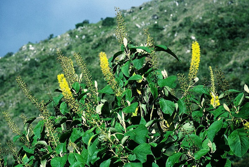 Abatia spicata photo 4