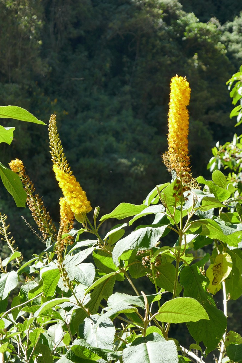Abatia spicata photo 5