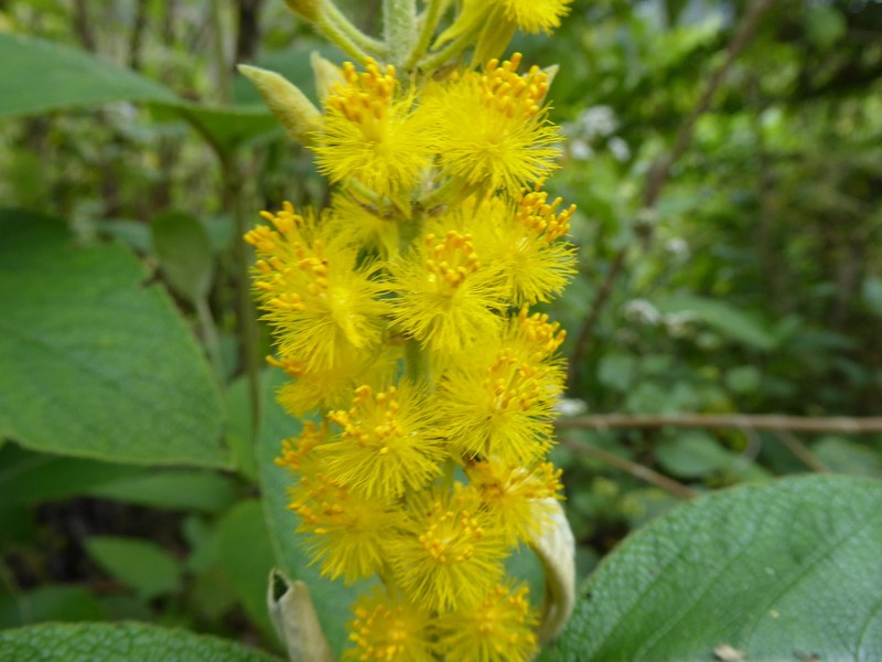 Abatia spicata photo 6