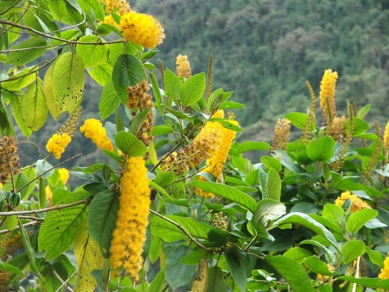 Abatia spicata photo 8