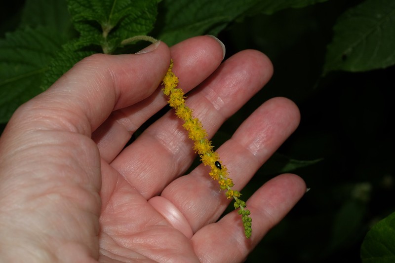 Abatia stellata