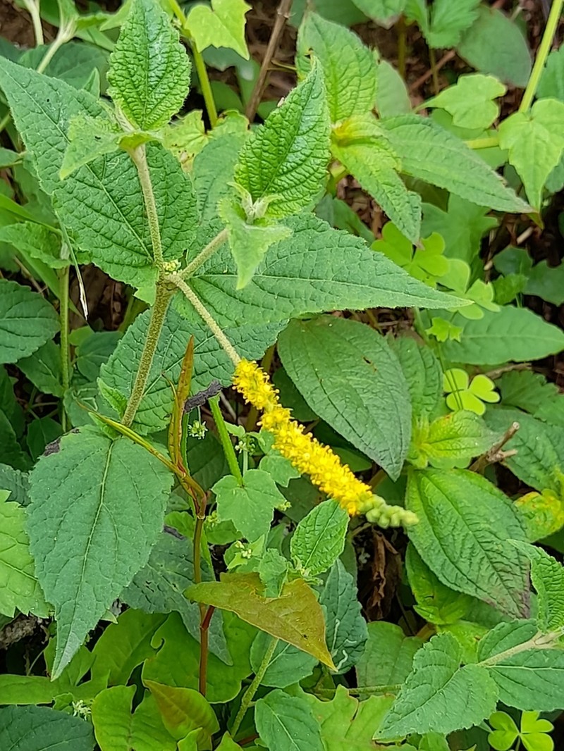 Abatia stellata photo 2