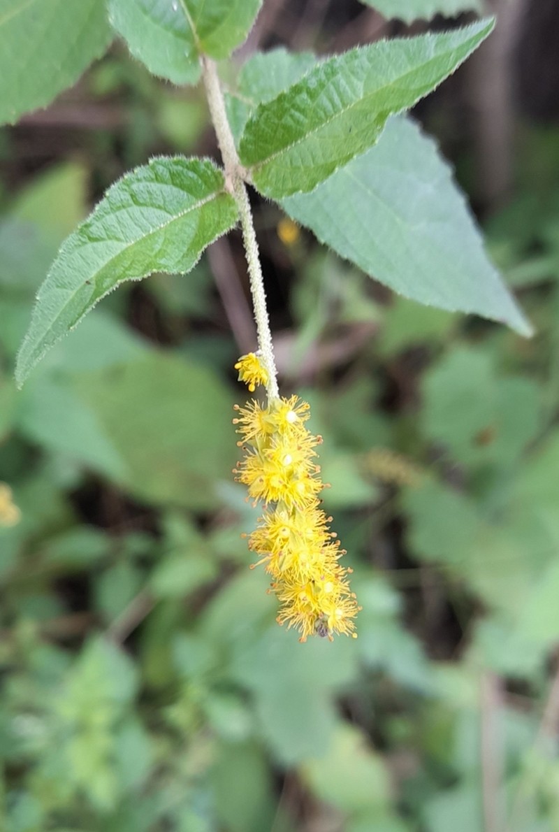 Abatia stellata photo 3