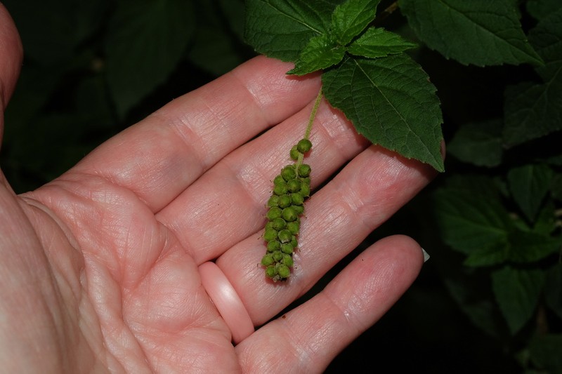 Abatia stellata photo 4