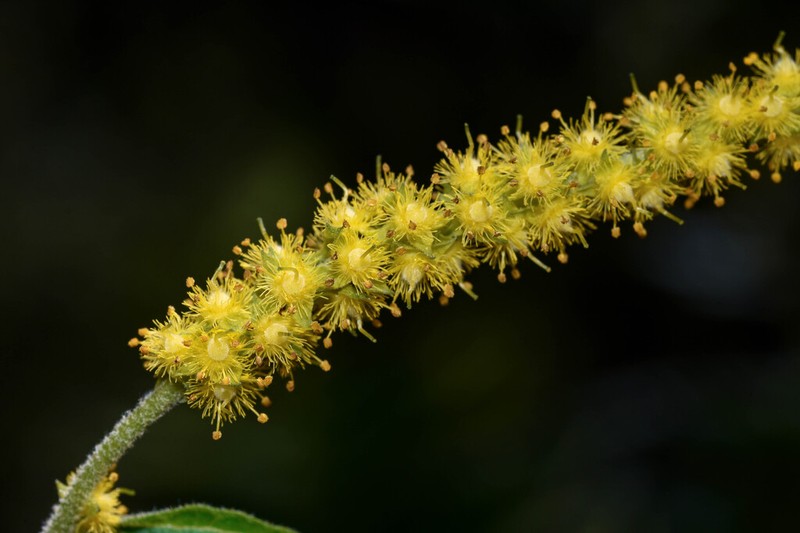 Abatia stellata photo 5