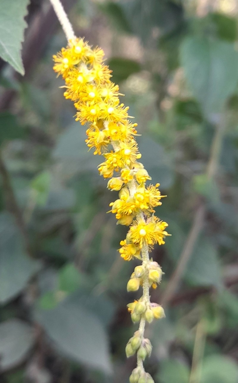 Abatia stellata photo 6