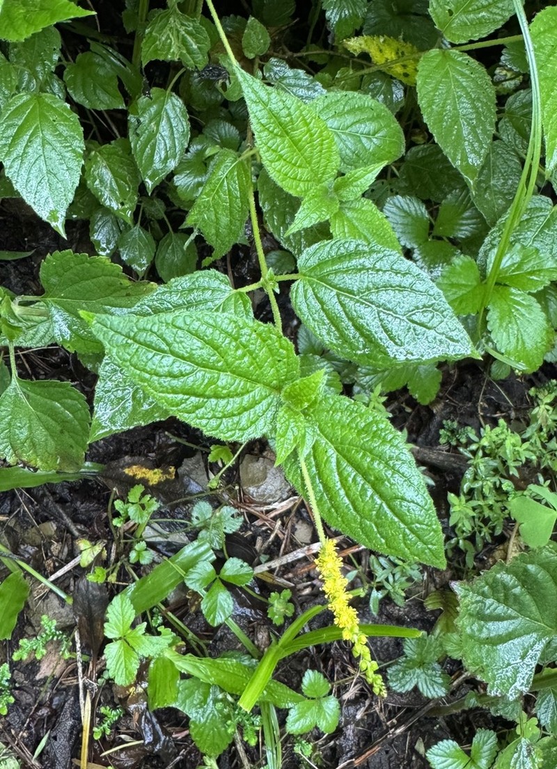 Abatia stellata photo 7