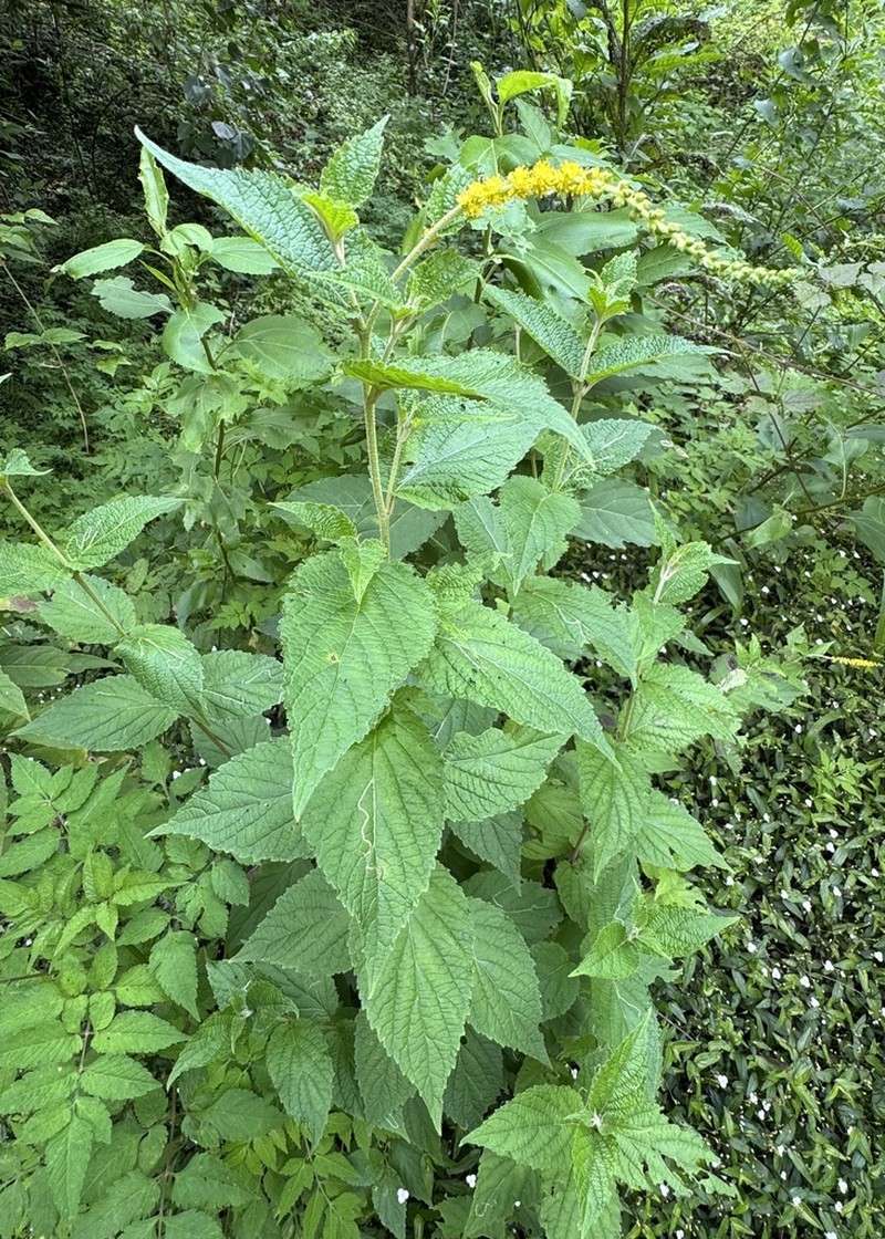 Abatia stellata photo 8