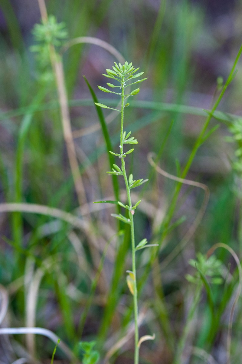 Openground Draba