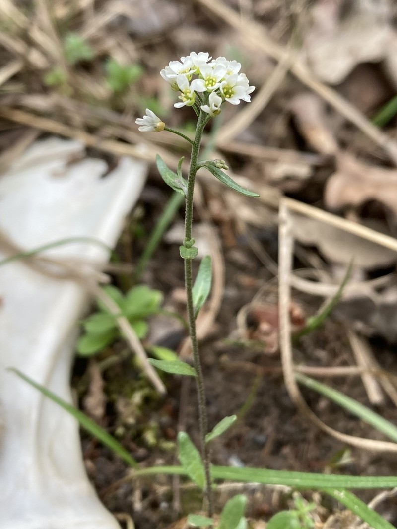 Openground Draba photo 2