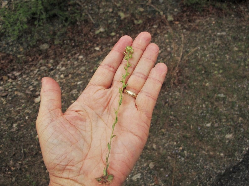 Openground Draba photo 3