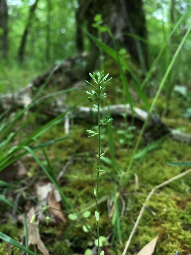Openground Draba photo 4