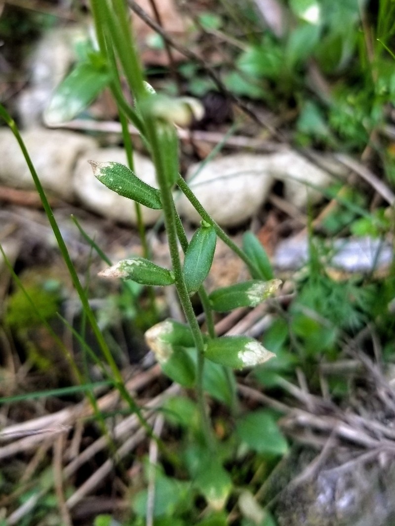 Openground Draba photo 5