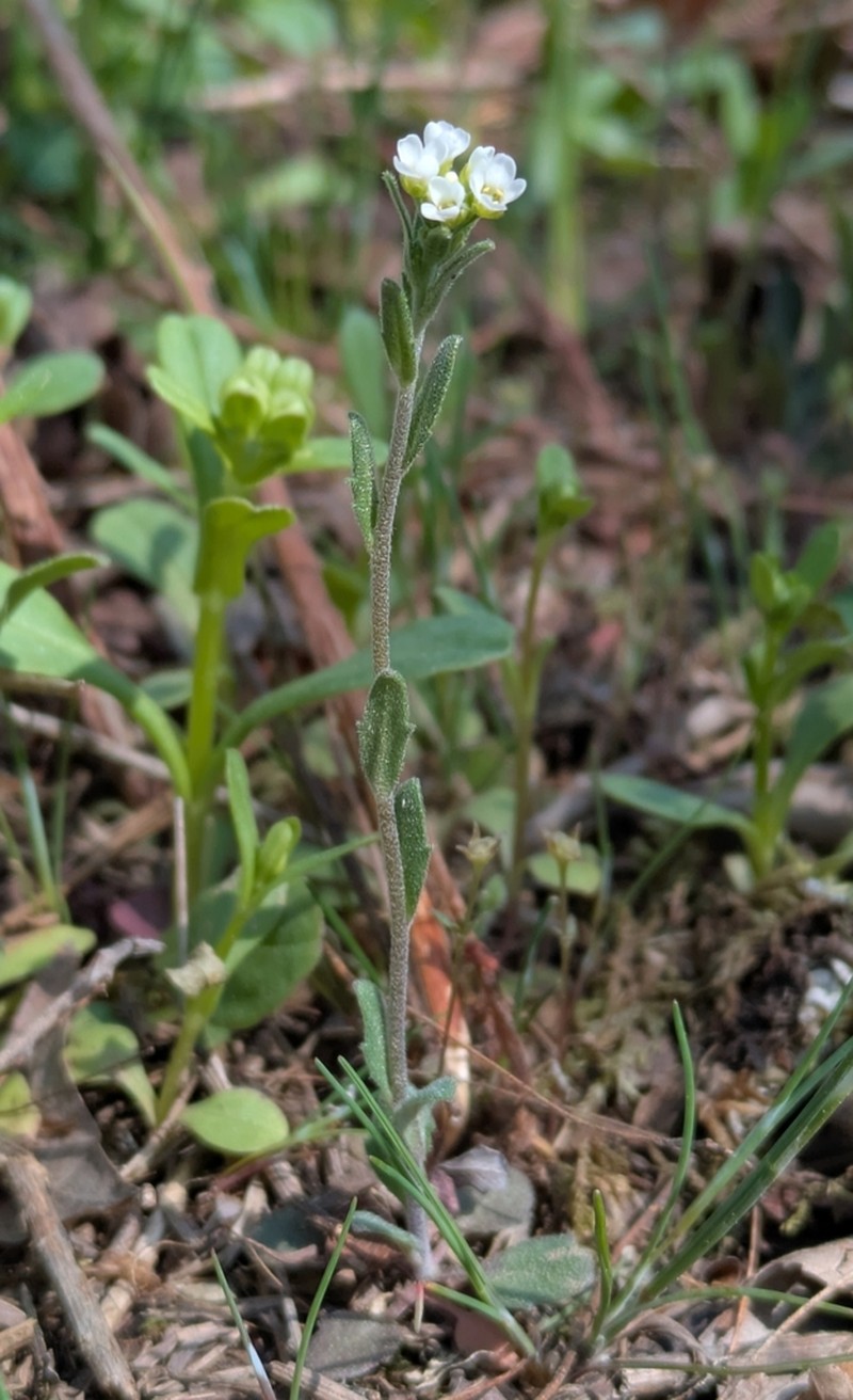 Openground Draba photo 6