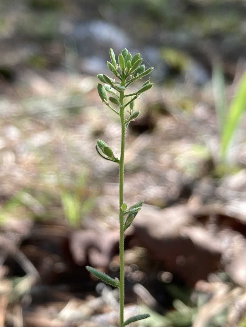 Openground Draba photo 7
