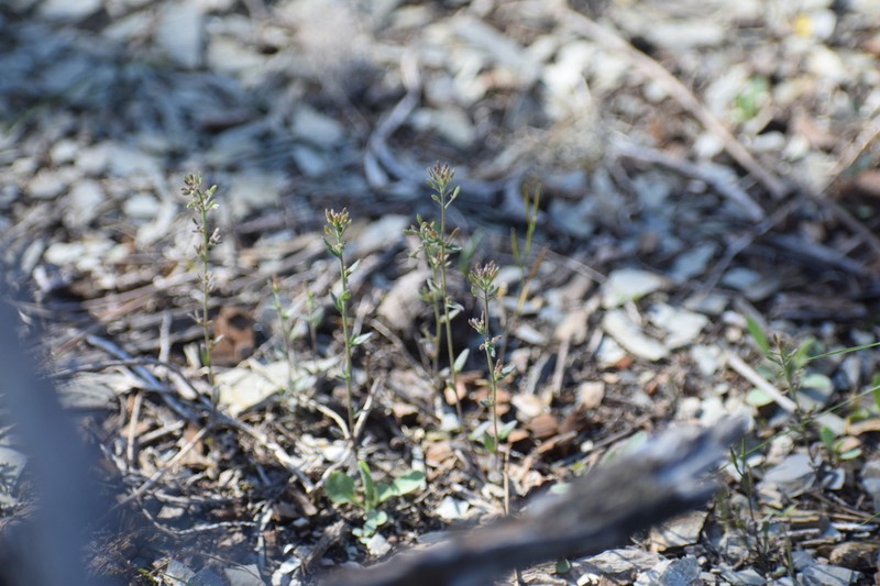 Openground Draba photo 8