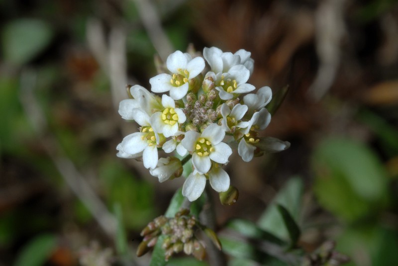 Shortpod Draba