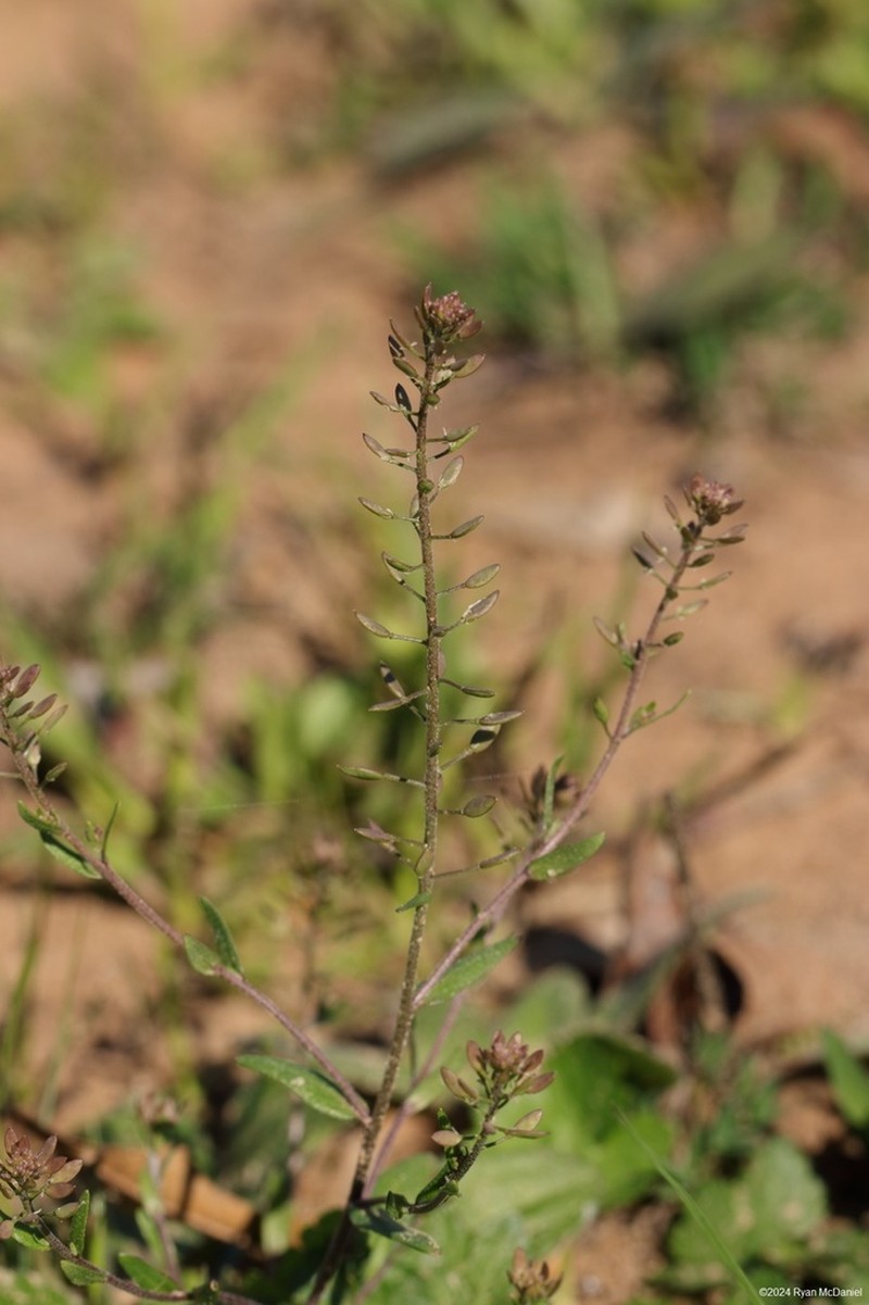 Shortpod Draba photo 2
