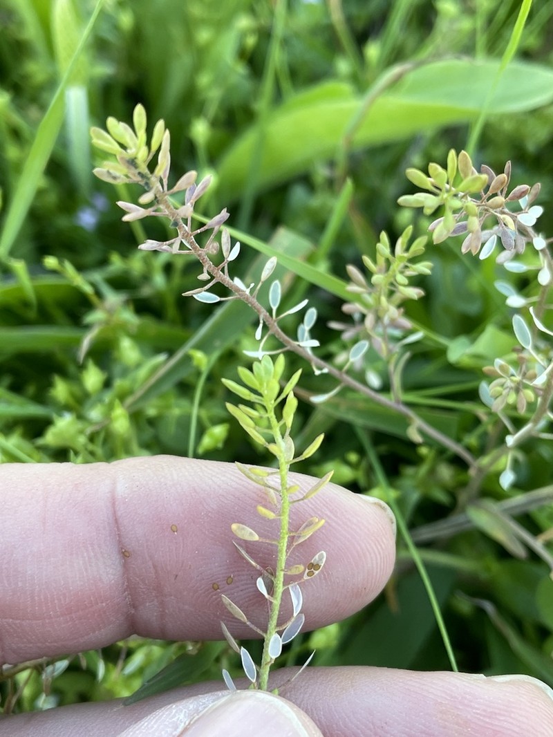 Shortpod Draba photo 3