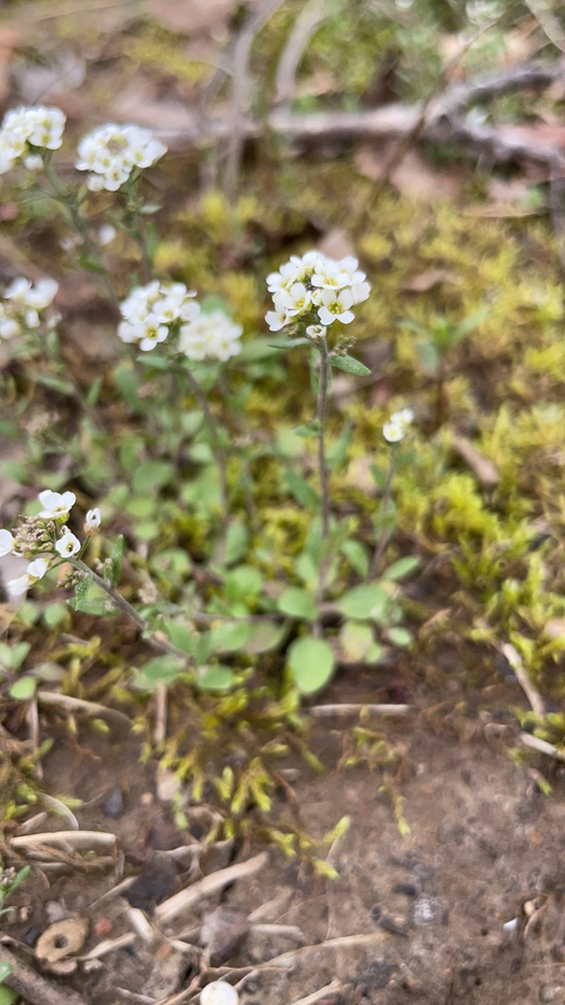 Shortpod Draba photo 4