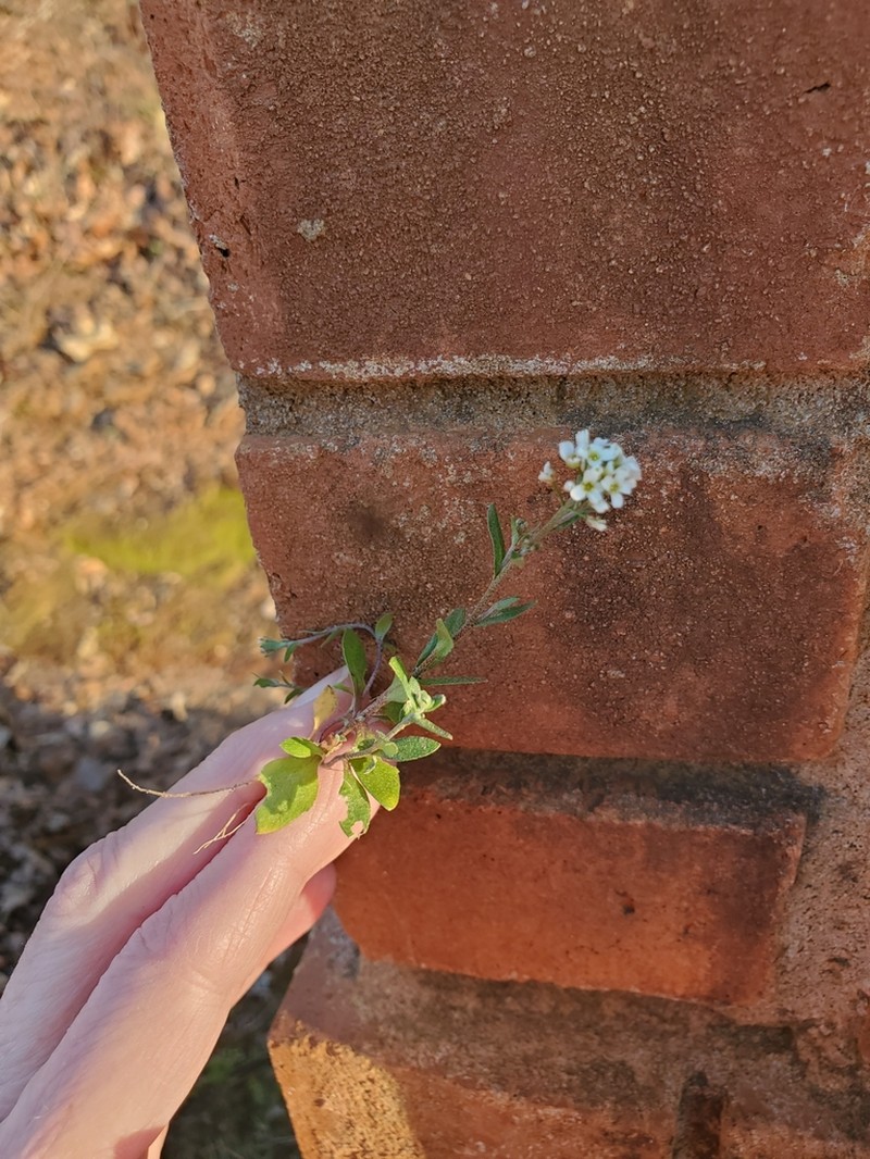 Shortpod Draba photo 5