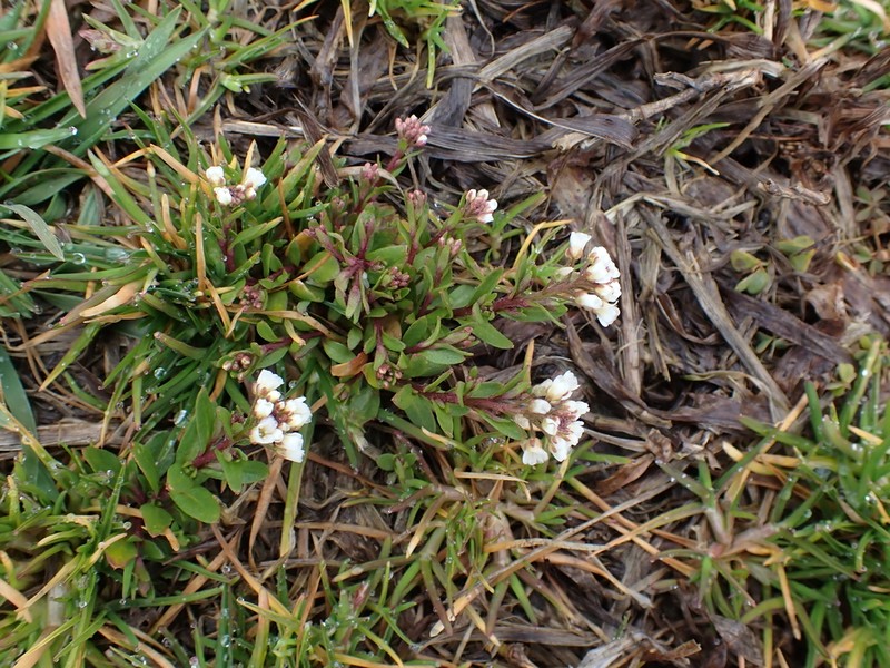 Shortpod Draba photo 6