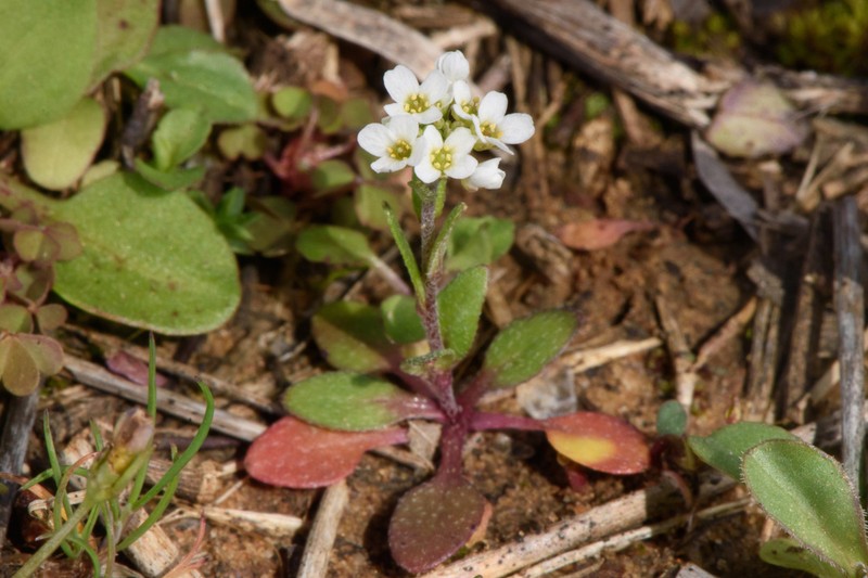 Shortpod Draba photo 7