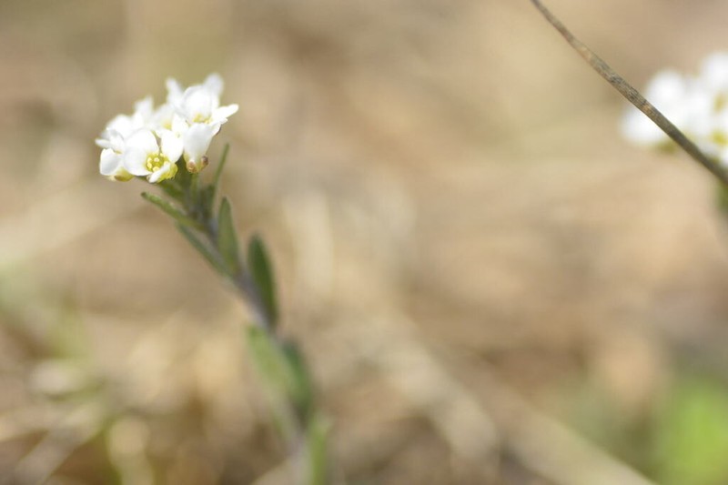 Shortpod Draba photo 8