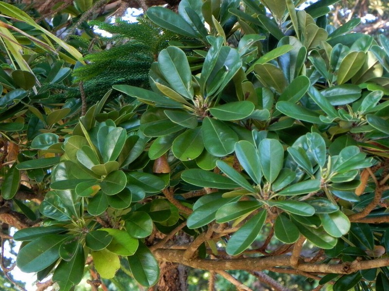 Abebaia dissecta photo 2