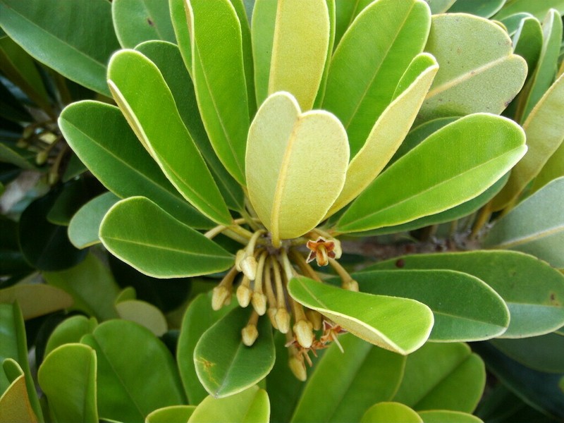 Abebaia dissecta photo 3