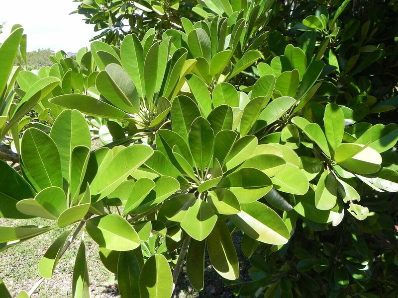 Abebaia dissecta photo 5